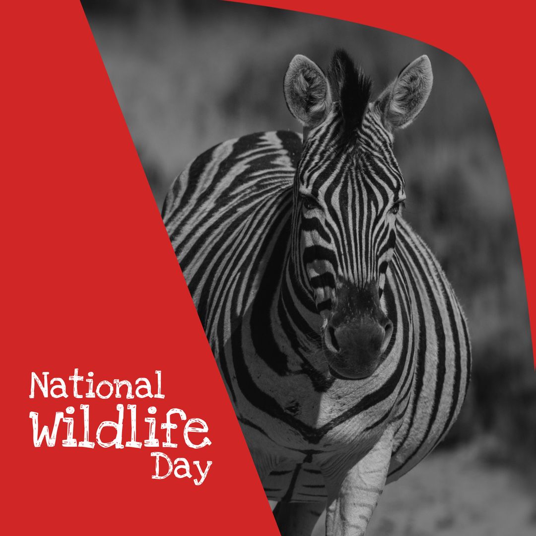 National Wildlife Day Concept Poster Featuring Zebra