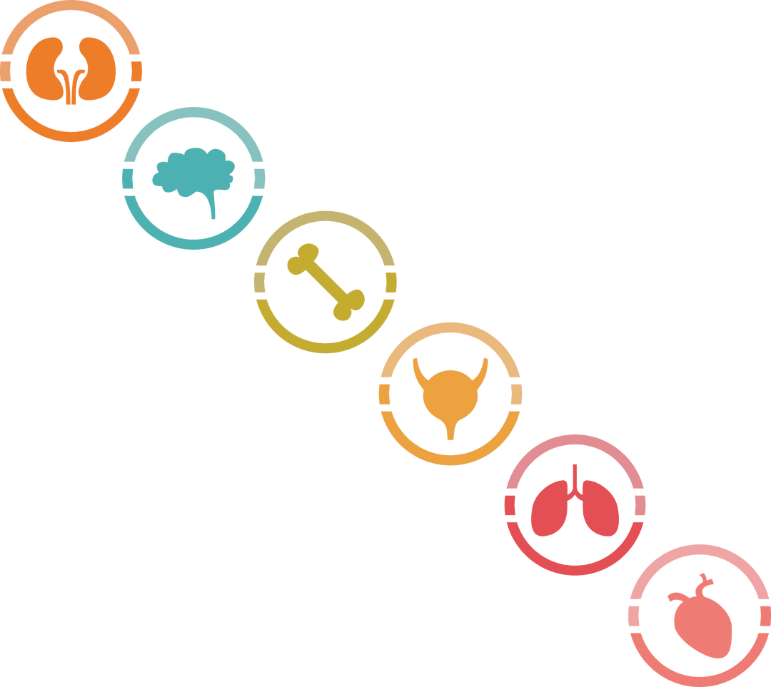 Colorful Transparent Icons Illustrating Various Human Organs