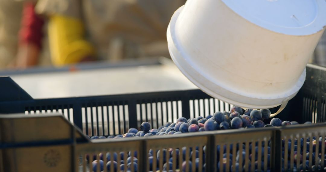 Fresh Plums in Crate at Outdoor Market with Copy Space