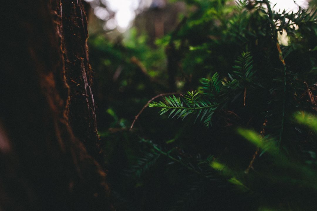 Lush Green Ferns in Dense Forest