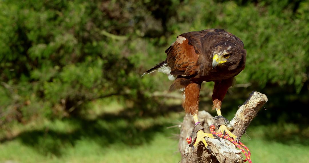 Harris's Hawk Perched on Tree Branch in Nature - Free Images, Stock Photos and Pictures on Pikwizard.com