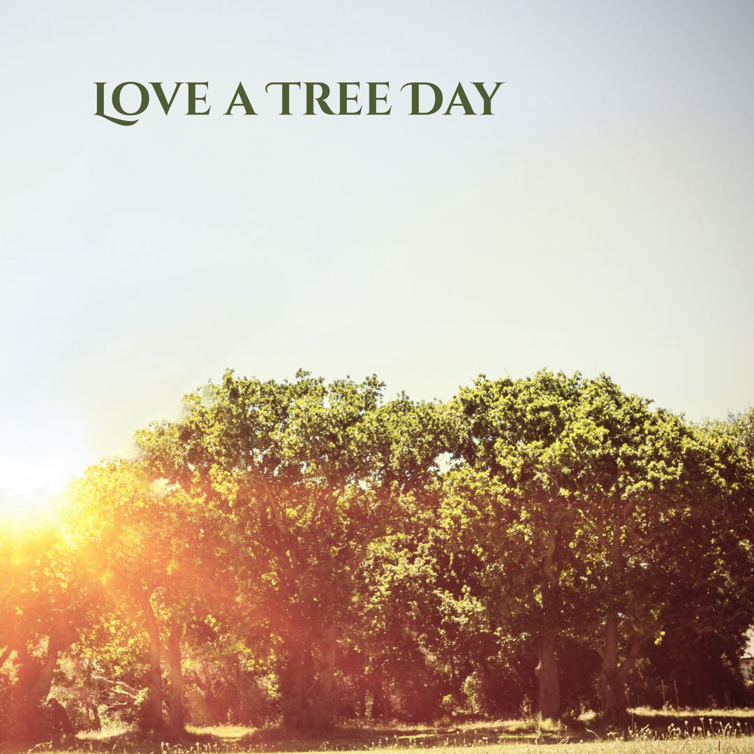 Sunlit Trees Celebrating Love a Tree Day Conservation
