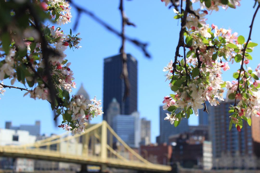 Spring Blossoms with Urban Skyline in Background