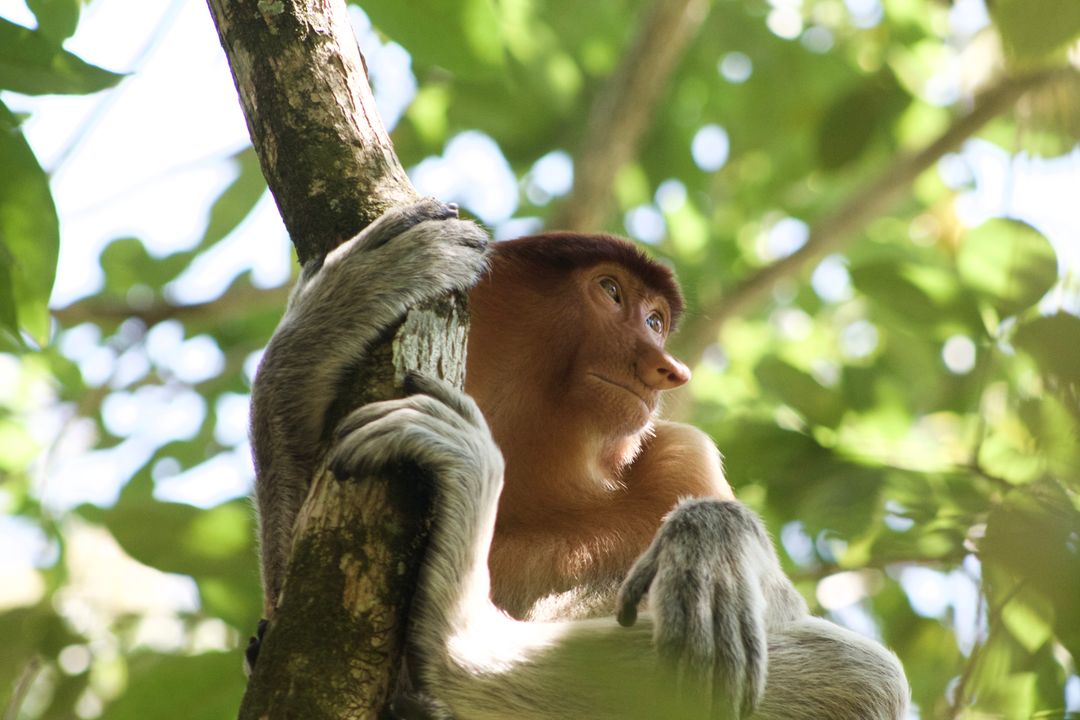 Proboscis monkey Monkey Primate - Free Images, Stock Photos and Pictures on Pikwizard.com