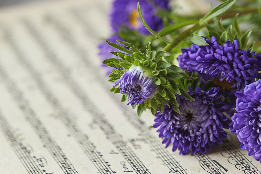 Purple Aster Flowers on Music Sheets Creating Harmony