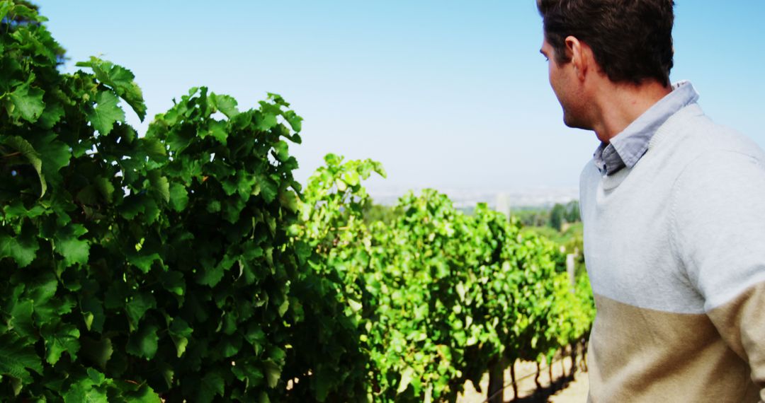 Man Admiring Lush Vineyard in Sunny Rural Setting