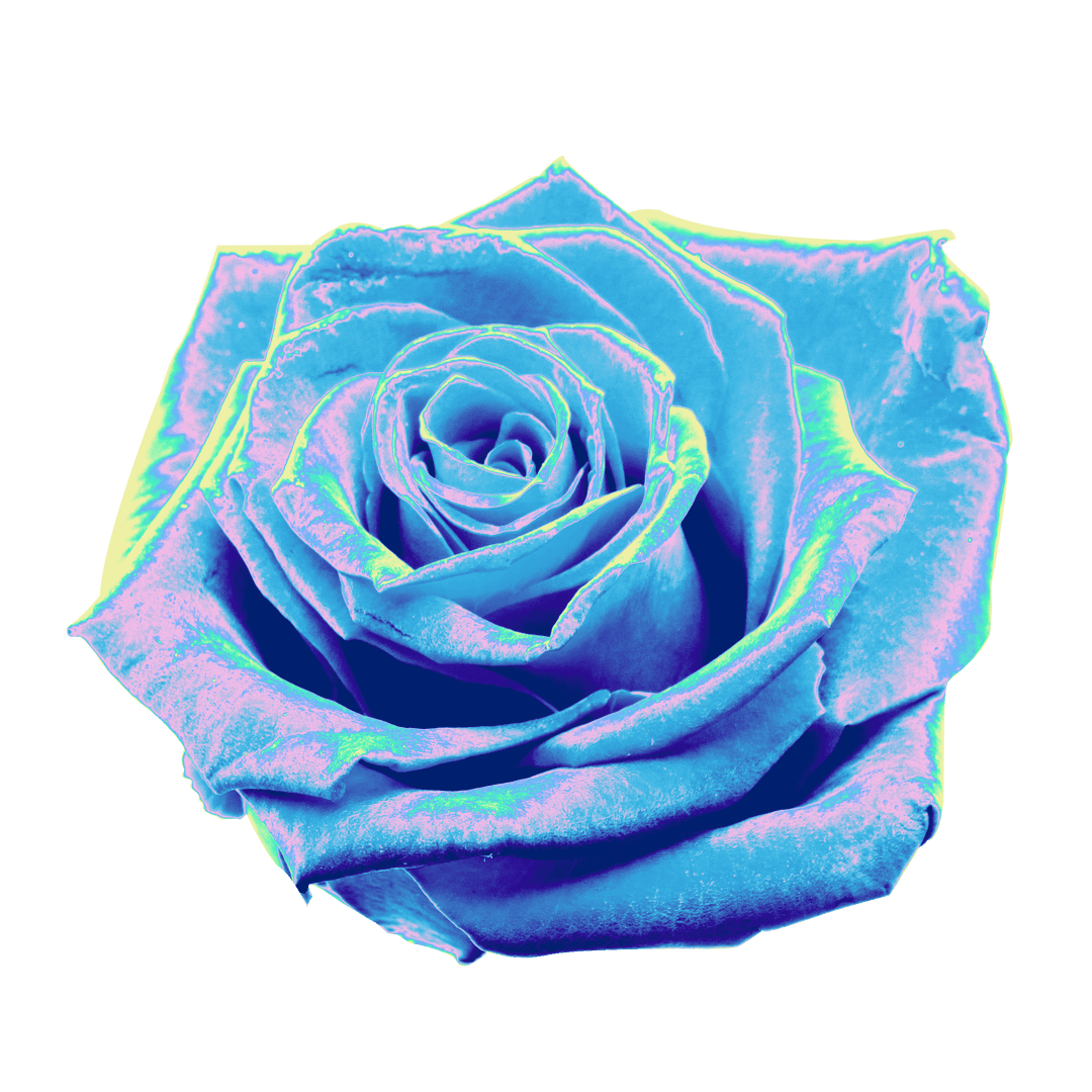Neon Glowing Blue Rose on Transparent Background