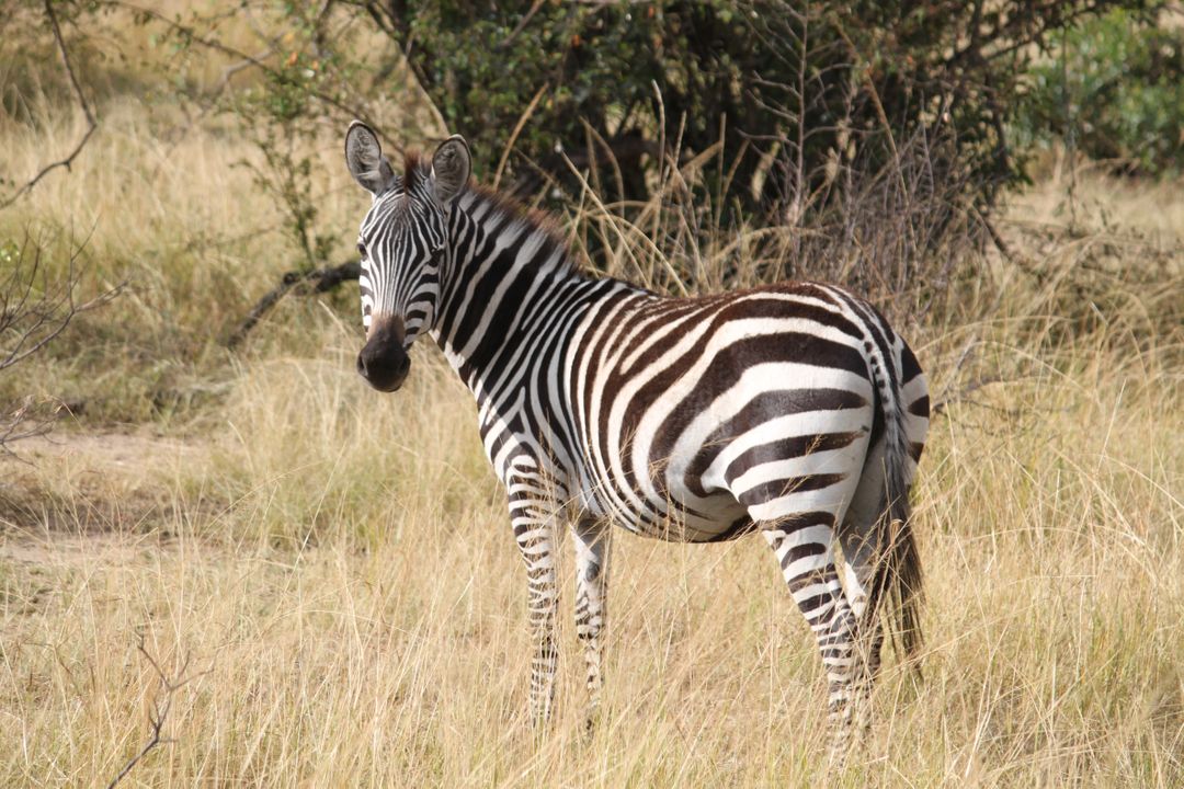 Africa animal safari serengeti - Free Images, Stock Photos and Pictures on Pikwizard.com