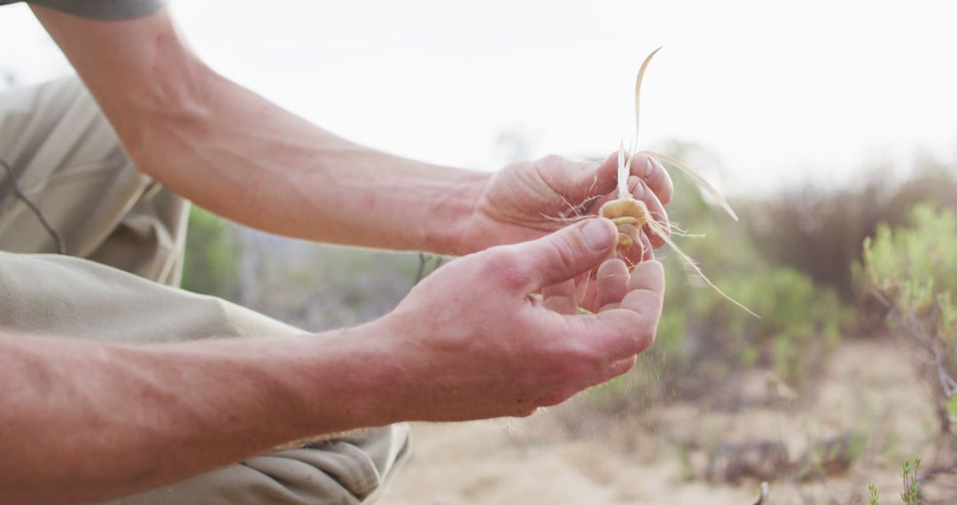 Person Examining Plant Roots in Nature - Free Images, Stock Photos and Pictures on Pikwizard.com