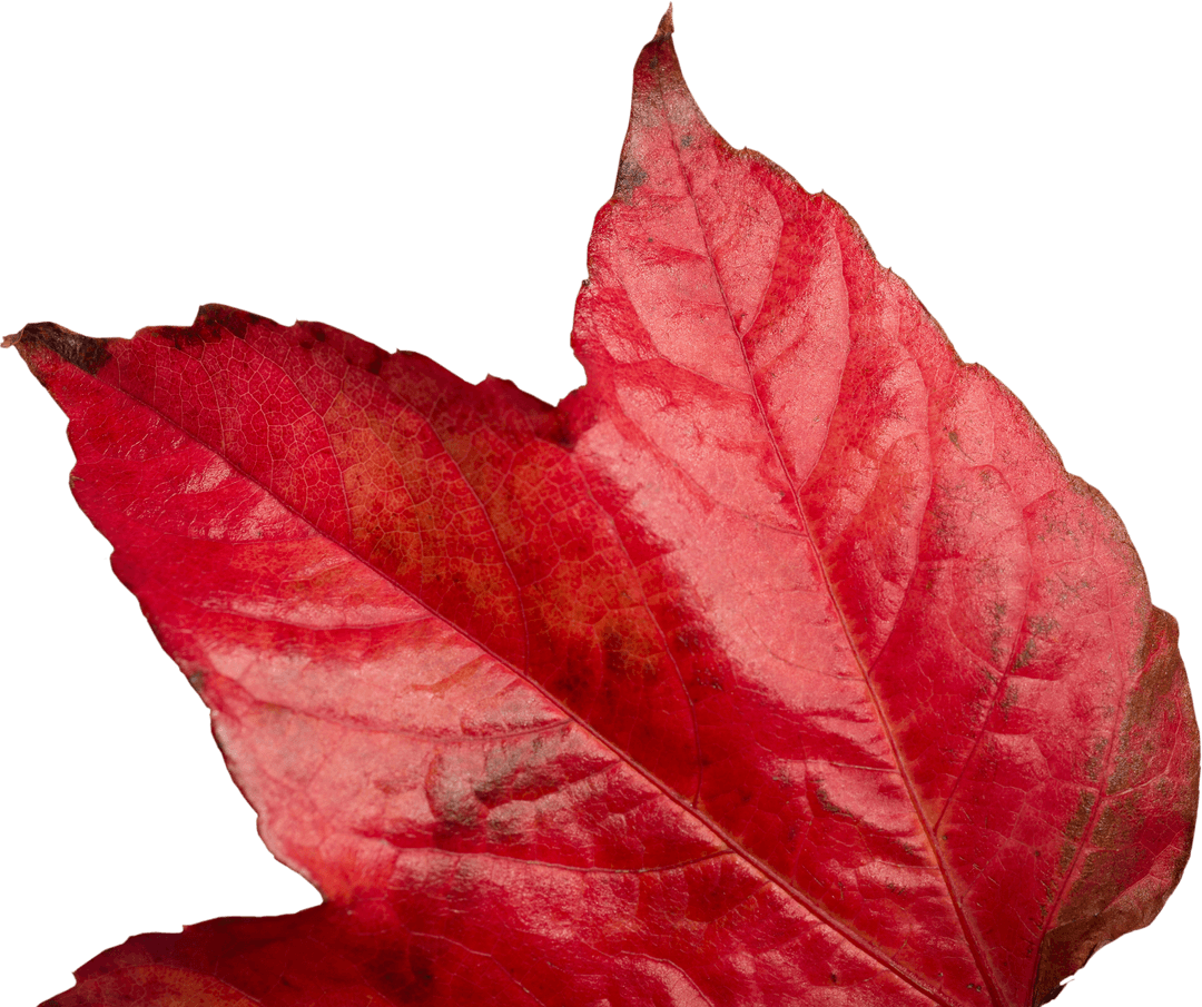Vibrant Red Autumn Leaf on Transparent Background