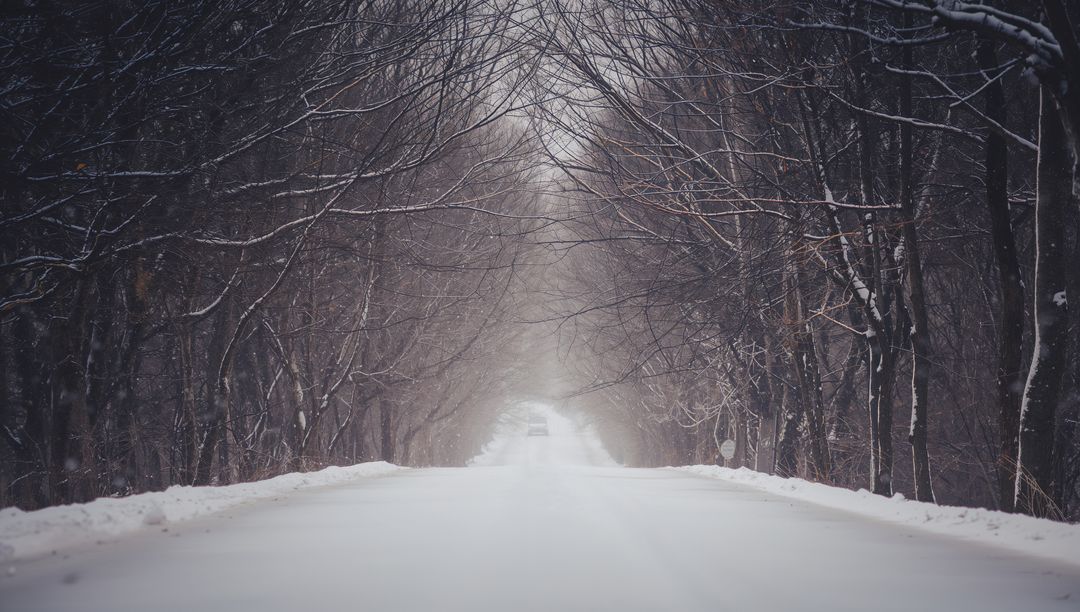 Snow-Covered Road Under Arching Bare Branches Creating Misty Tunnel Leading Into Distance
