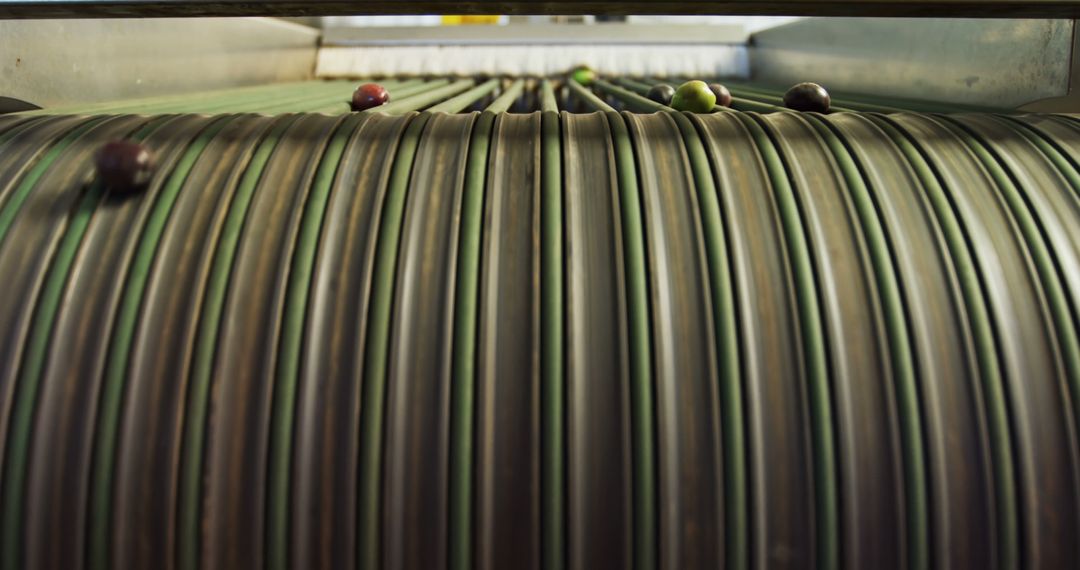 Olives Being Sorted on Conveyor Belt in Processing Facility - Free Images, Stock Photos and Pictures on Pikwizard.com