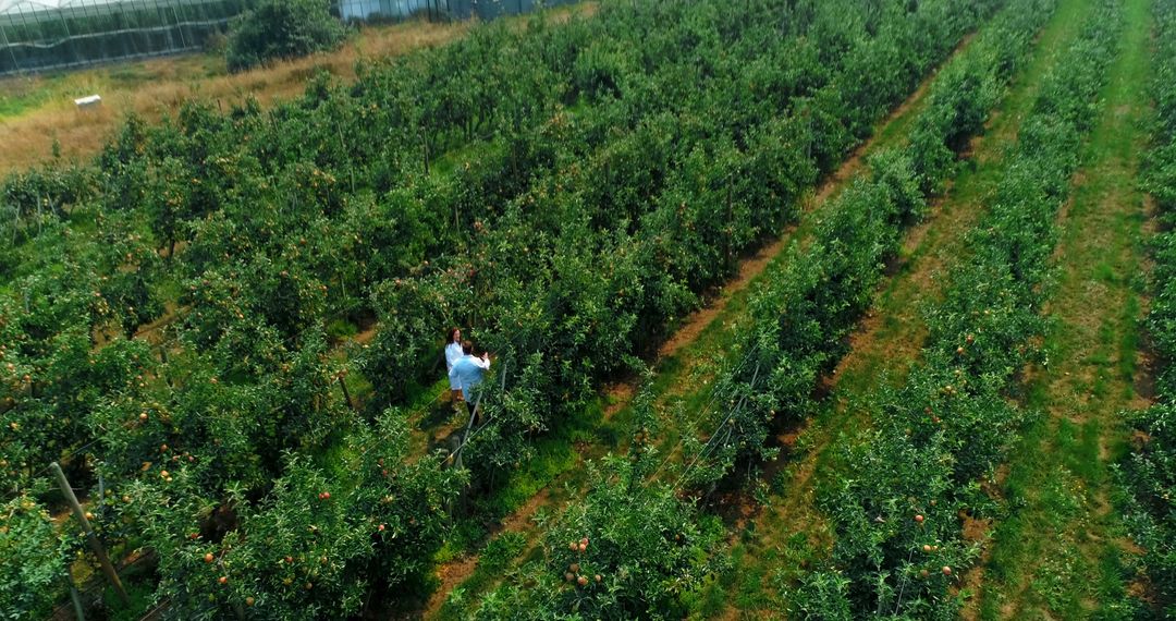 Farmer Inspecting Trees in Apple Orchard Field - Free Images, Stock Photos and Pictures on Pikwizard.com