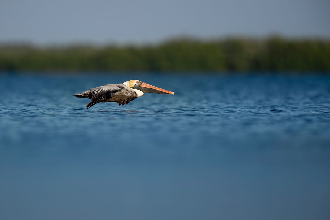 Pelican Aquatic bird Bird - Free Images, Stock Photos and Pictures on Pikwizard.com