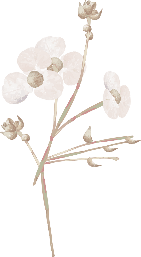 Elegant White Flowers Illustration with Transparent Background