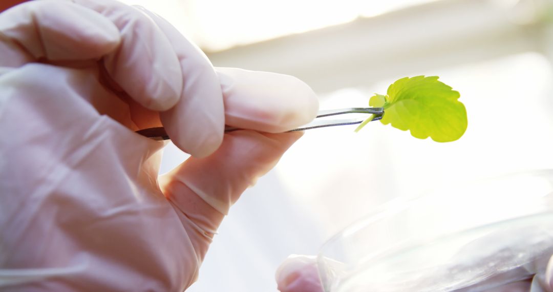 Scientist Holding Plant Leaf with Tweezers in Lab - Free Images, Stock Photos and Pictures on Pikwizard.com