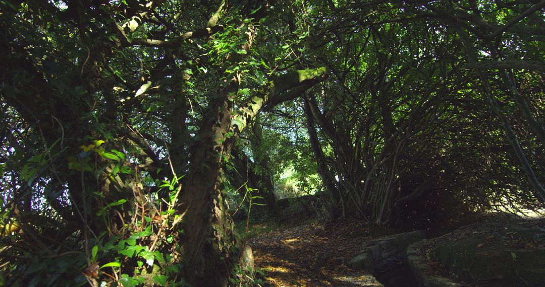 Dense Forest Pathway with Sunlight Filtering Through Leaves - Free Images, Stock Photos and Pictures on Pikwizard.com