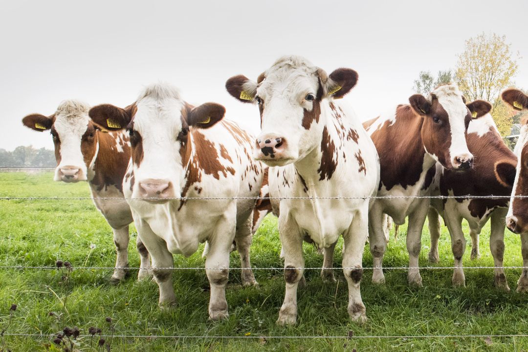 Curious Brown and White Dairy Cows Standing at Fence on Green Pasture