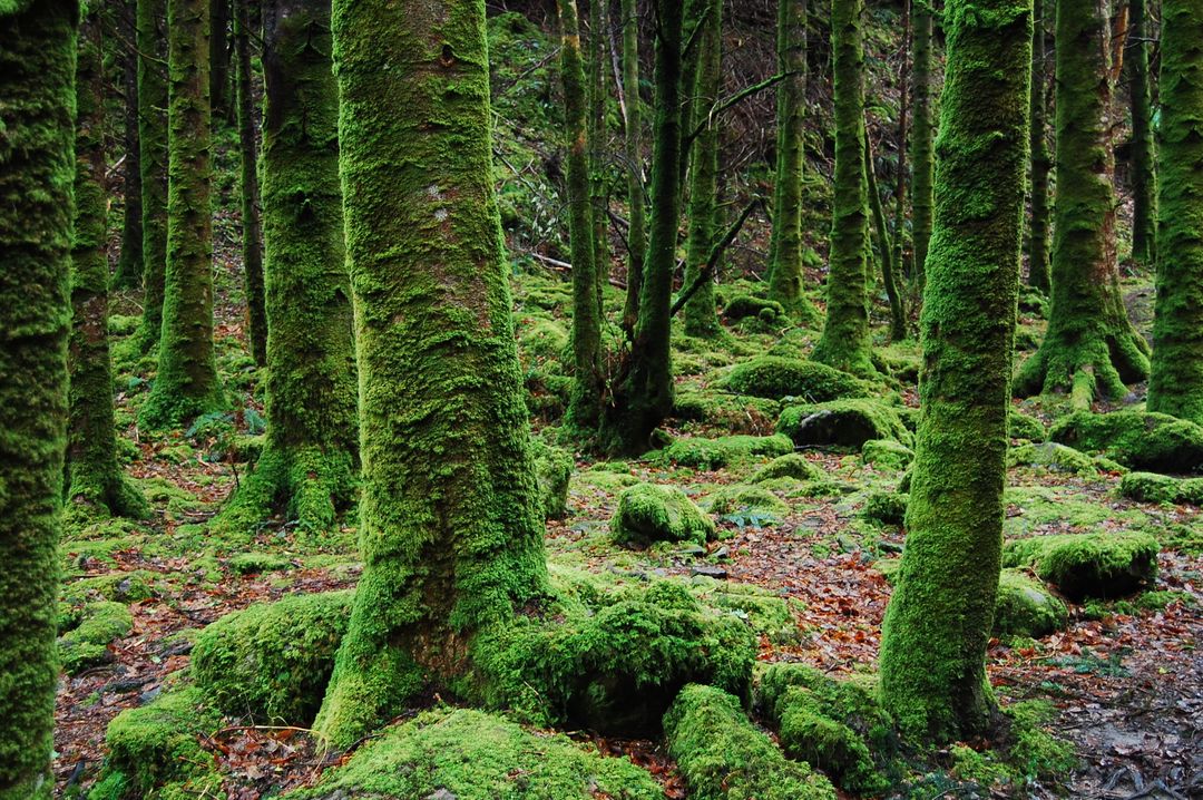 Photo of Trees Covered in Moss - Free Images, Stock Photos and Pictures on Pikwizard.com