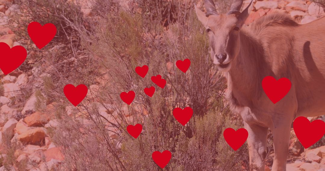 Antelope in Wild Savanna With Digital Hearts
