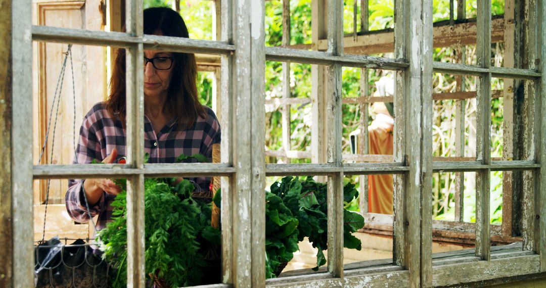 Woman Harvesting Fresh Greens in Rustic Greenhouse - Free Images, Stock Photos and Pictures on Pikwizard.com