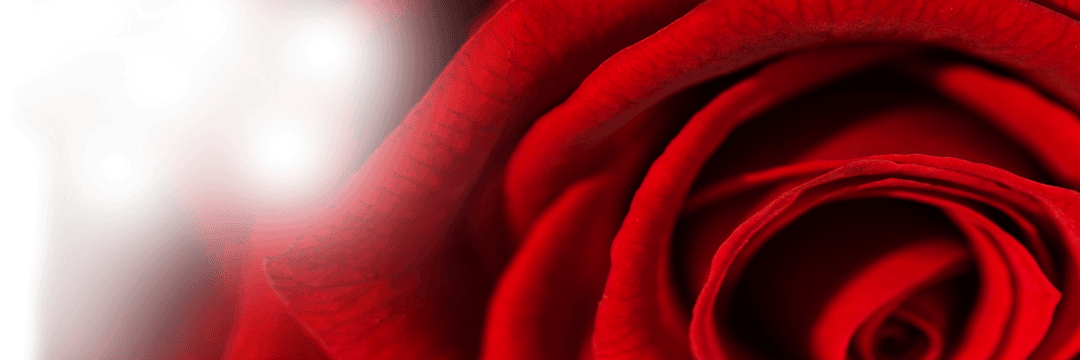 Stunning Transparent Red Rose Petal Close-Up Digital Art