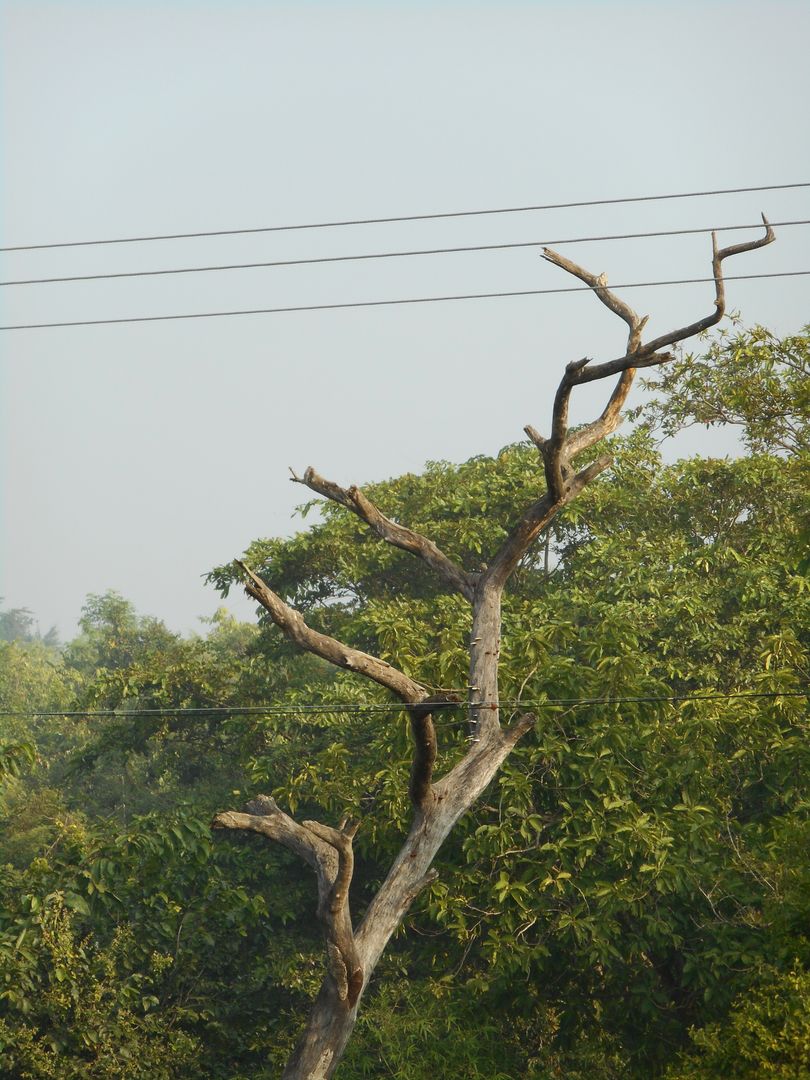 Bare Tree Branches Intertwining with Power Lines in Forest