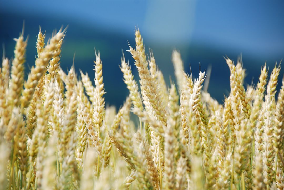 Golden Wheat Field Close-Up with Blue Sky in Background - Free Images, Stock Photos and Pictures on Pikwizard.com