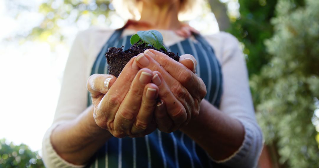 Mature woman holding young plant in greenhouse - Free Images, Stock Photos and Pictures on Pikwizard.com