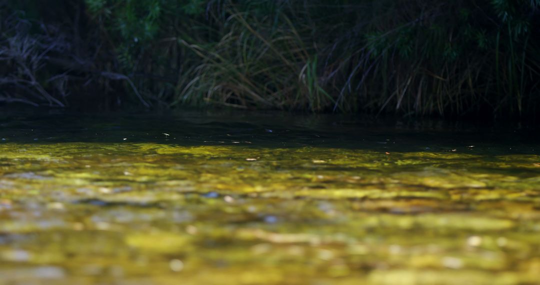 Clear Shallow Water with Submerged Vegetation and Reeds - Free Images, Stock Photos and Pictures on Pikwizard.com