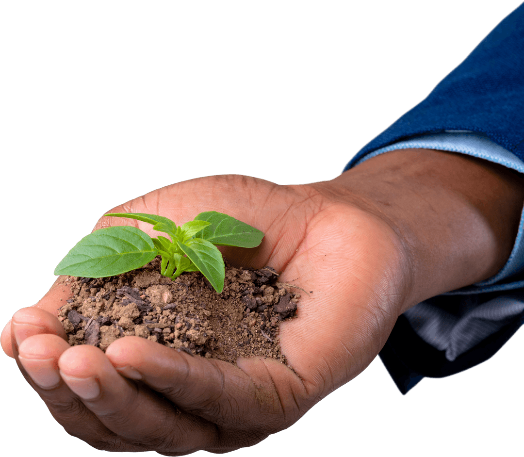 Transparent Hand Holding Seedling in Soil Close-Up