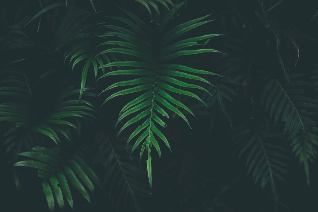 Mysterious Jungle Leaf Pattern with Soft Lighting