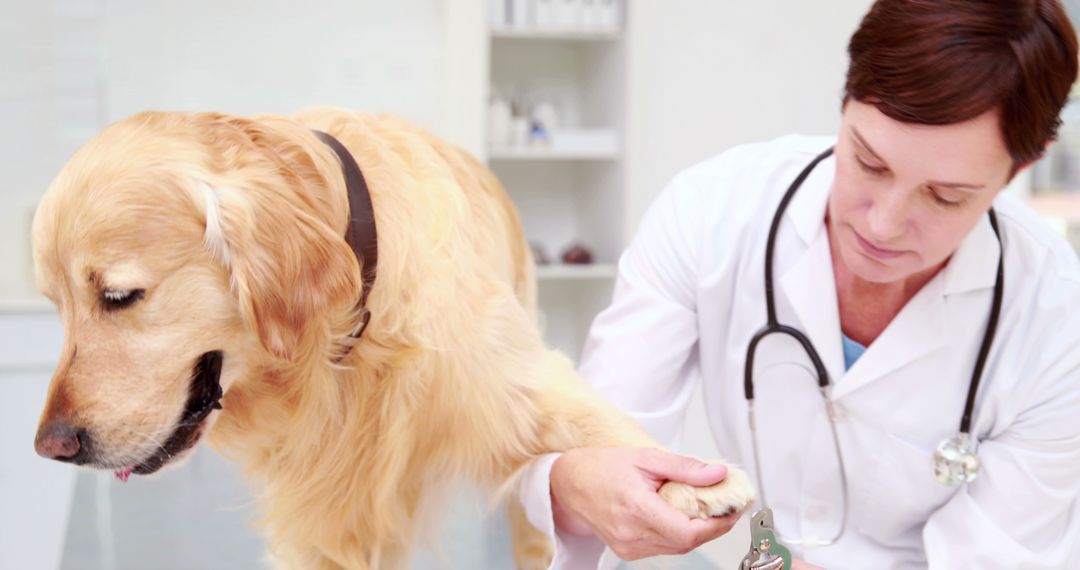 Veterinarian Checking Dog's Paw During Medical Exam - Free Images, Stock Photos and Pictures on Pikwizard.com