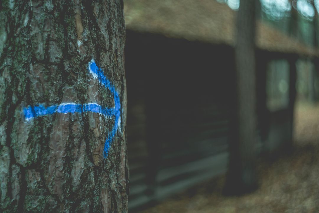 Forest Trail Marker on Tree with Blue Arrow Sign