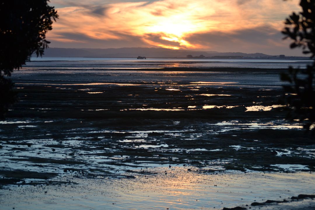 Magical Sunset Over Ocean Mudflats with Silhouetted Trees - Free Images, Stock Photos and Pictures on Pikwizard.com