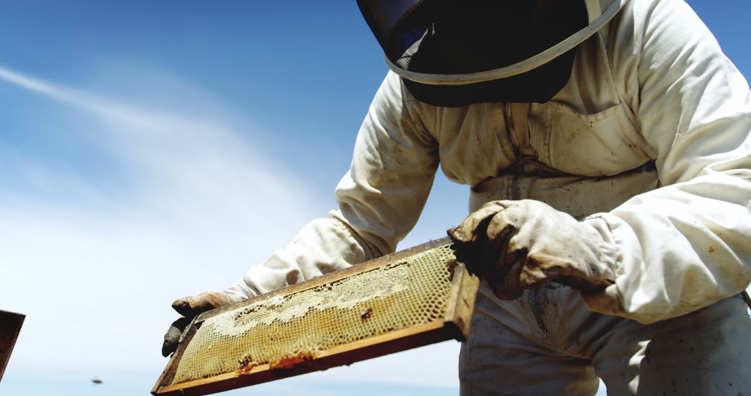 Beekeeper in Protective Suit Inspecting Honeycomb Frame - Free Images, Stock Photos and Pictures on Pikwizard.com