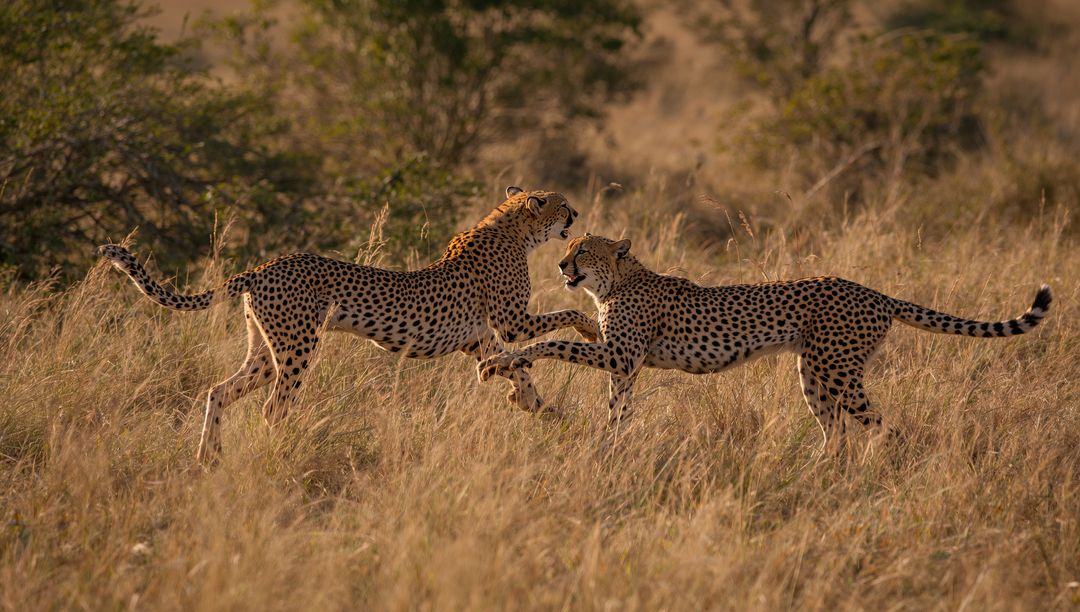 Pair of Adult Cheetahs Interact on Golden Grasslands at Dusk