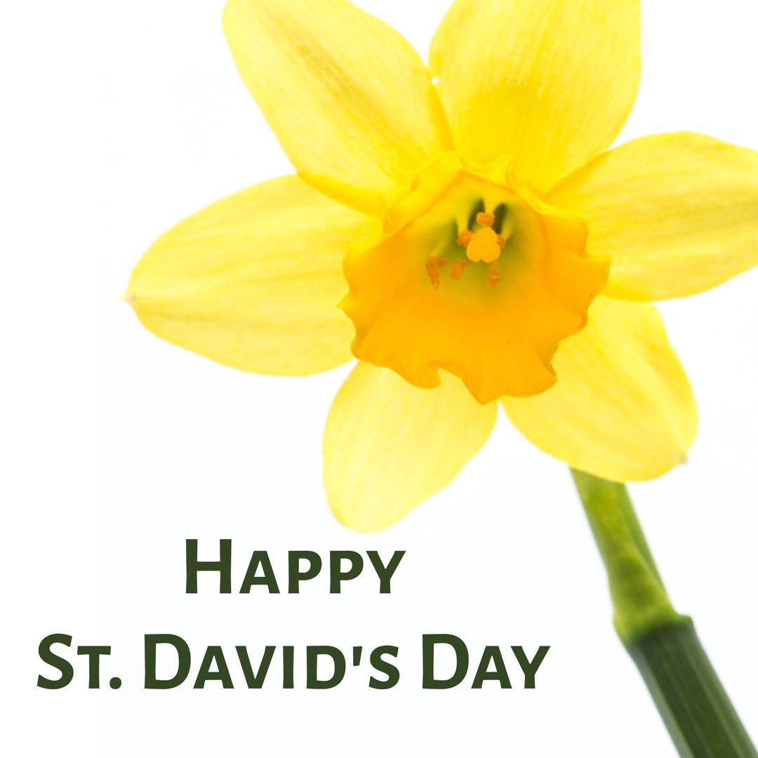 Vibrant Daffodil Celebrating St. David's Day