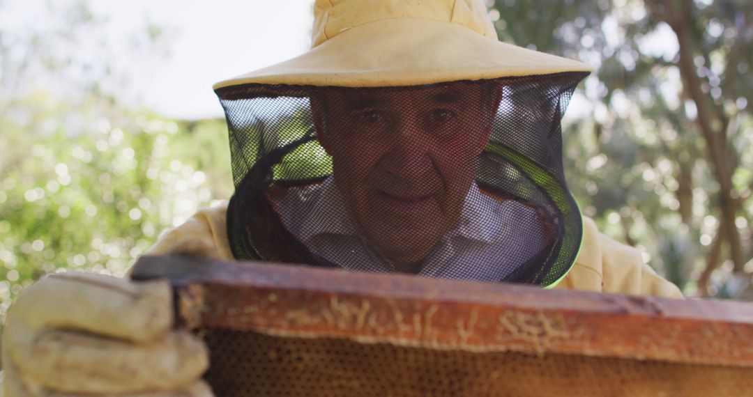 Beekeeper Inspecting Honeycomb in Protective Suit - Free Images, Stock Photos and Pictures on Pikwizard.com