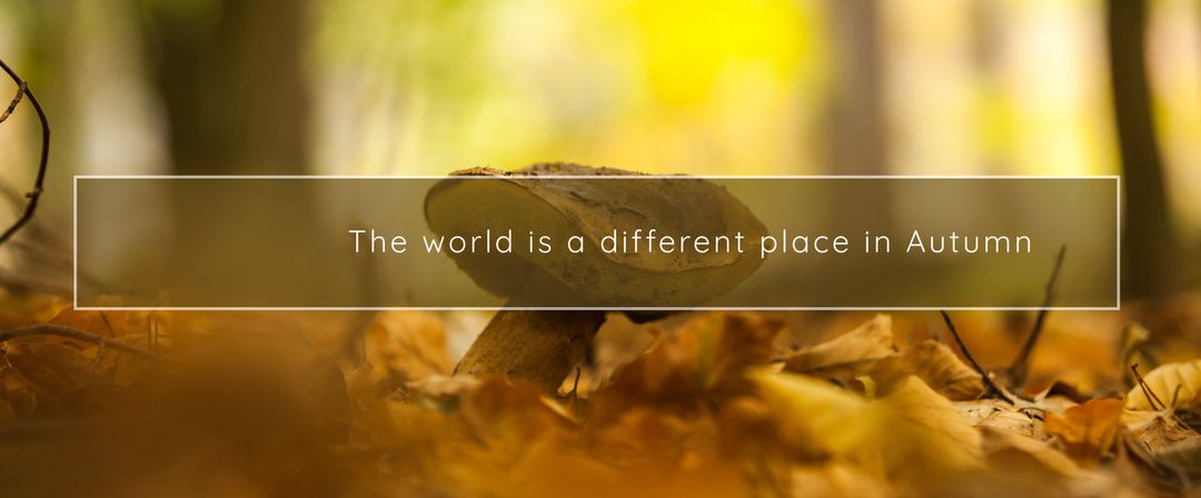 Autumn mushroom in vibrant forest floor