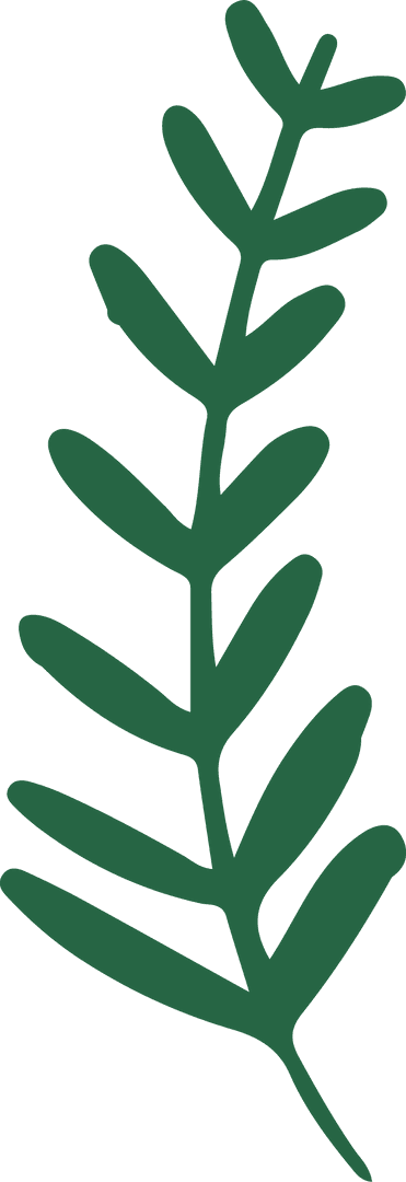 Minimalistic Green Plant Branch Illustration Transparent Background