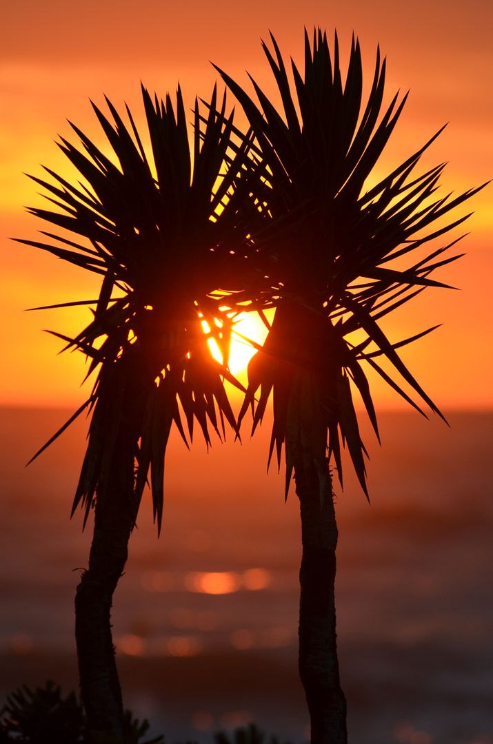 Silhouette of Palm Trees Against Tropical Sunset - Free Images, Stock Photos and Pictures on Pikwizard.com