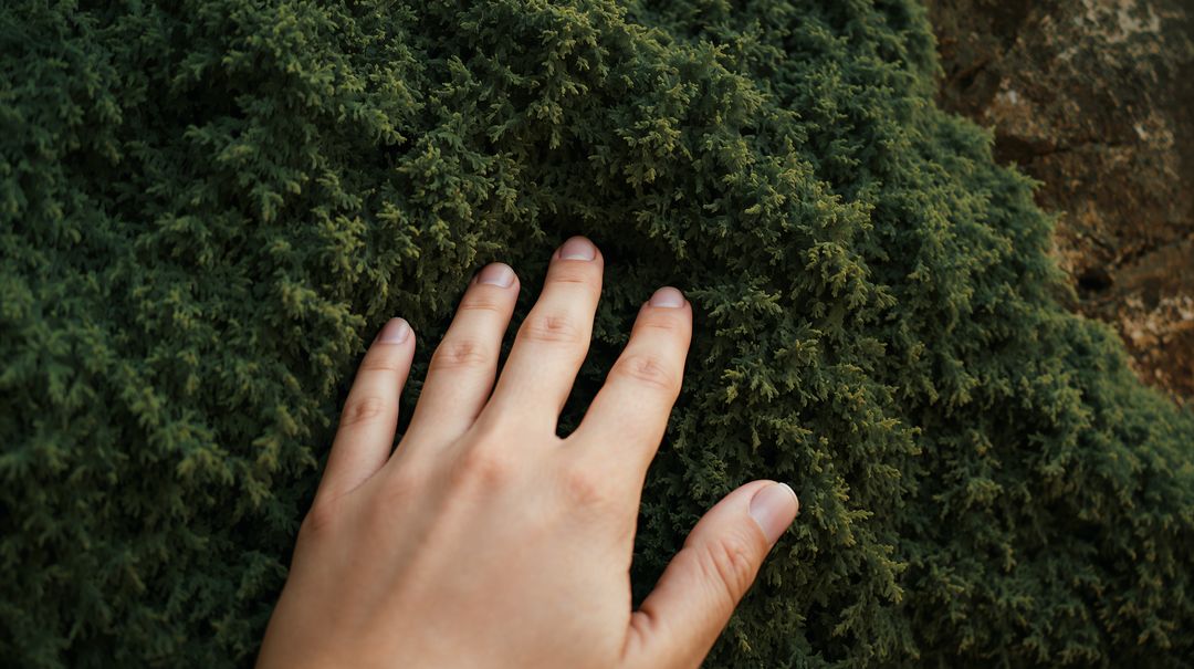 Hand resting on plush emerald moss closeup touching soft forest rock surface