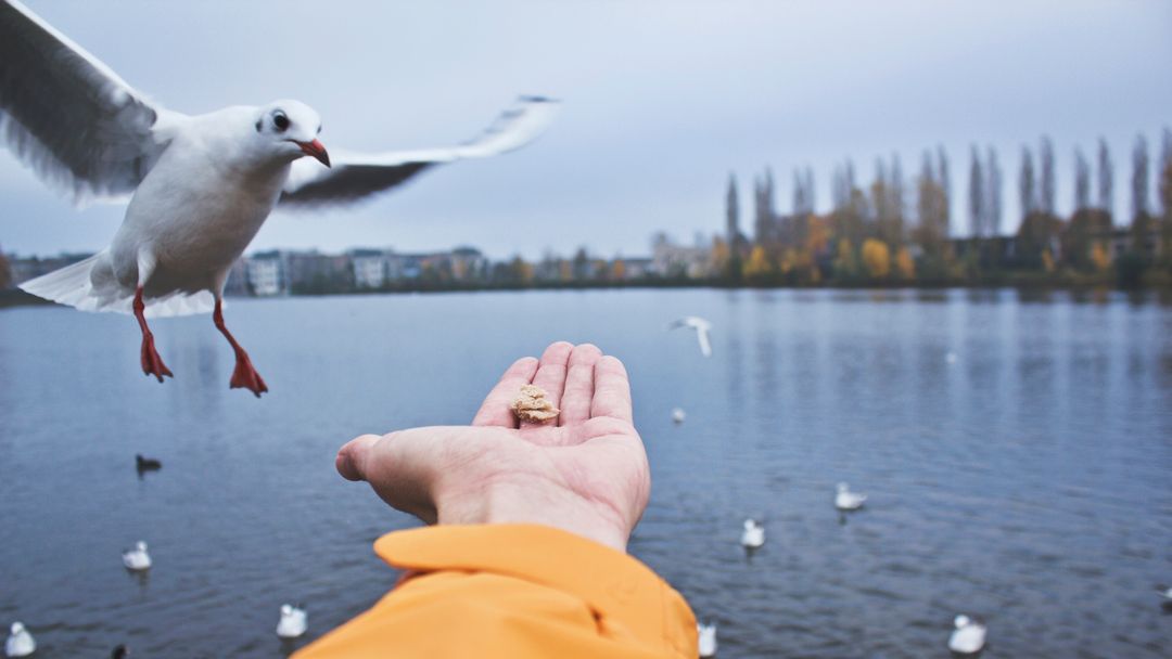 Feeding Seagull from Hand over Calm Urban Lake with Autumn Trees and Overcast Sky