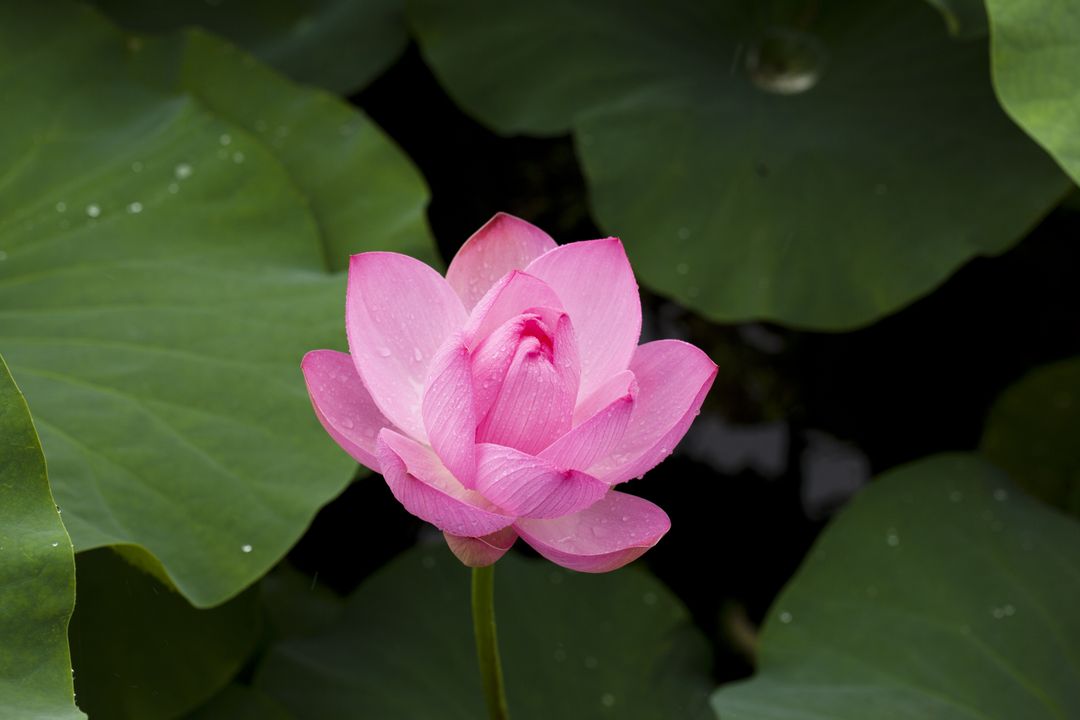 Vibrant Pink Lotus Flower with Green Leaves in Calm Water - Free Images, Stock Photos and Pictures on Pikwizard.com