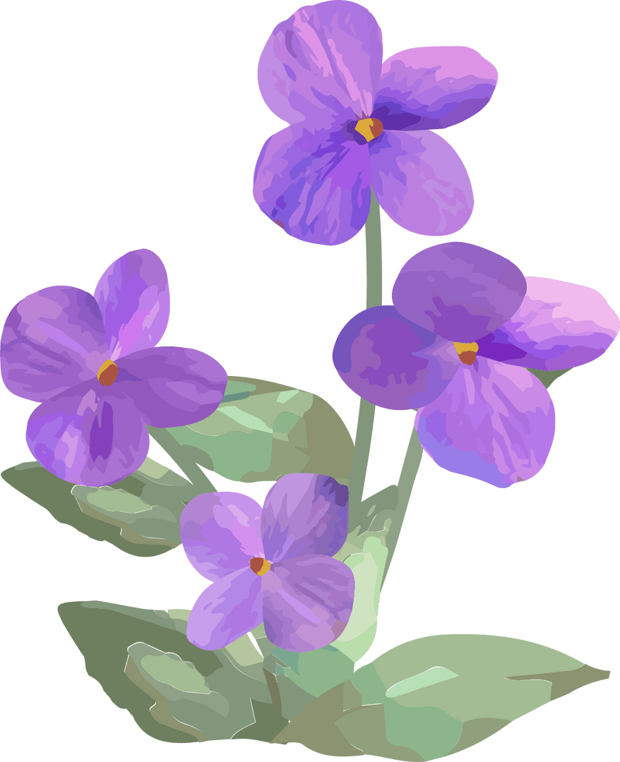 Purple Violet Flowers on Transparent Background Botanical Vector Illustration