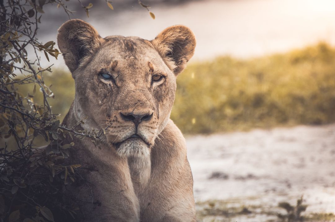 Majestic lioness portrait resting in golden light with calm intense gaze on African savannah