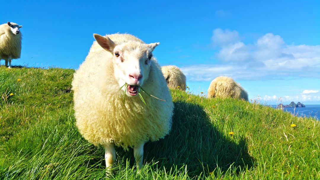 Happy Sheep Grazing on Lush Green Hill in Sunny Day - Free Images, Stock Photos and Pictures on Pikwizard.com