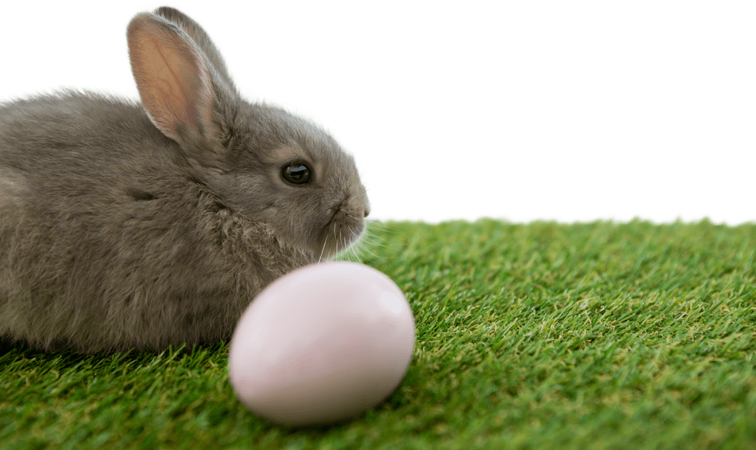 Cute Bunny with Easter Egg on Transparent Background