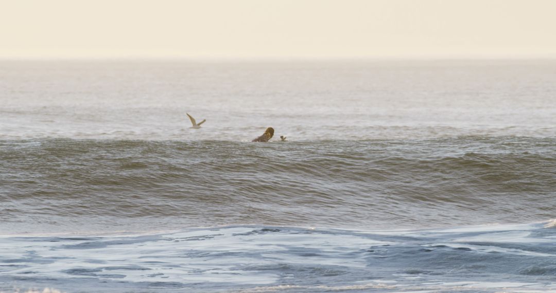 Surfers Riding Waves at Sunset with Sea Birds in the Sky - Free Images, Stock Photos and Pictures on Pikwizard.com